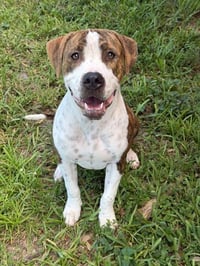 TIGGER - Photo 1
