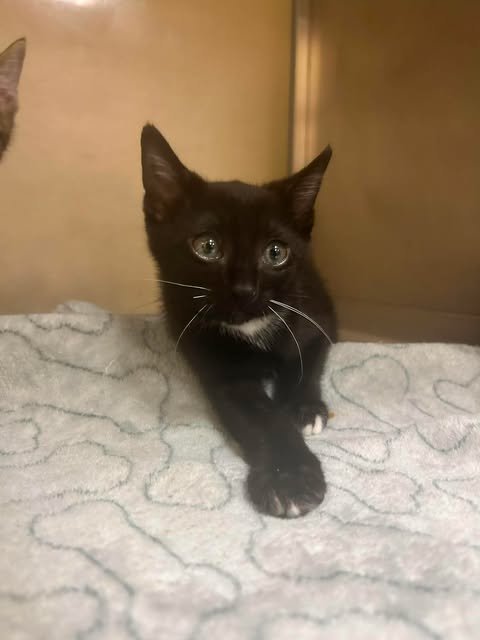 JON JON - Domestic Short Hair available for adoption