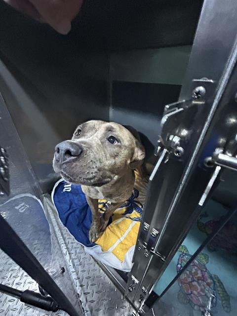 EVE - Pit Bull Terrier available for adoption