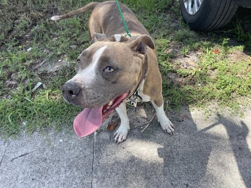 DAPHNE - Pit Bull Terrier available for adoption