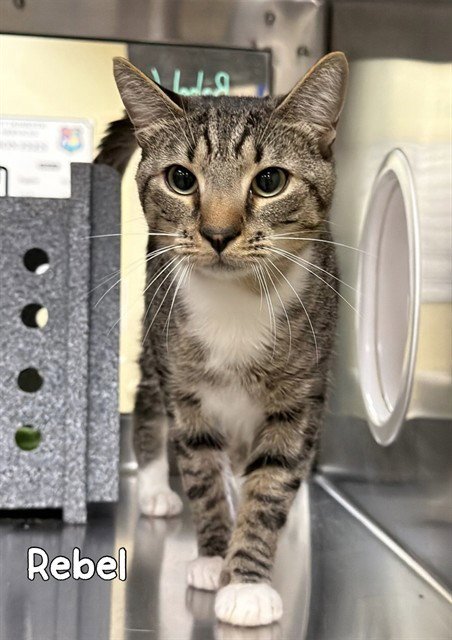 REBEL - Domestic Short Hair available for adoption