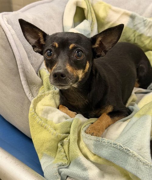 TINK - Chihuahua for adoption in Cape Coral