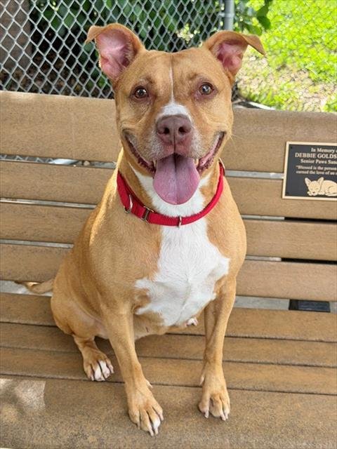 PRINCESS - Pit Bull Terrier for adoption in Cape Coral