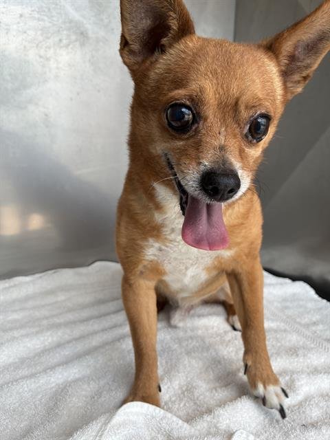 GILBERT - Chihuahua available for adoption