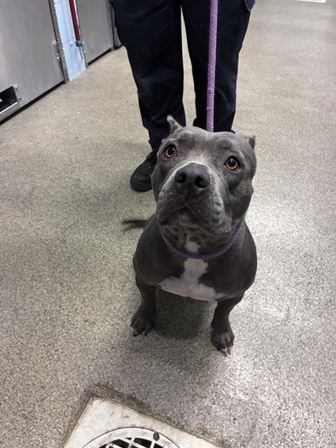 ASH - American Staffordshire Terrier available for adoption