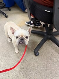 PEARL - Photo 1