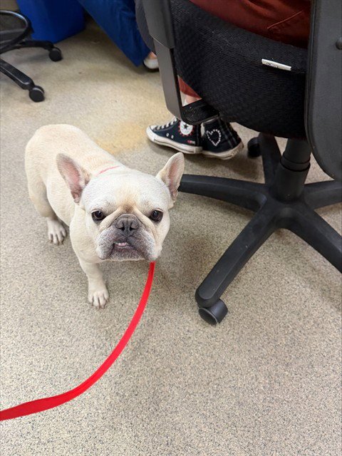 PEARL - French Bulldog for adoption in Fort Myers