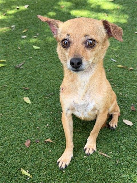 JOLIE - Chihuahua available for adoption