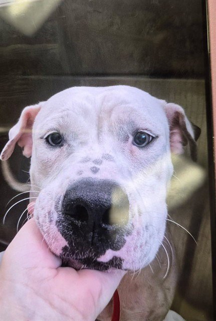 OLIVIA - American Bulldog for adoption in Fort Myers