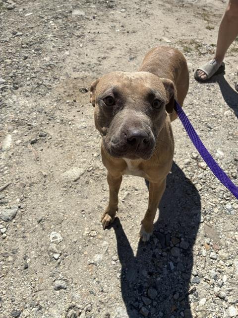 LILA - American Staffordshire Terrier for adoption in Cape Coral