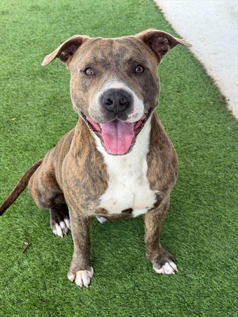 DENVER - Pit Bull Terrier for adoption in Cape Coral