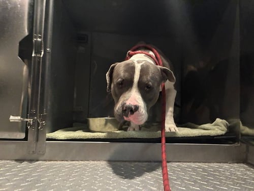 TANK - Pit Bull Terrier available for adoption