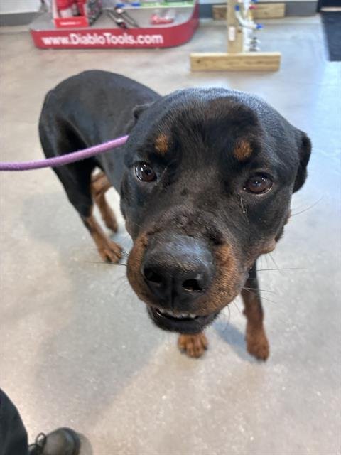 NINO - Rottweiler for adoption in Fort Myers