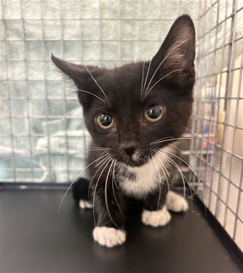 MARK - Domestic Short Hair available for adoption