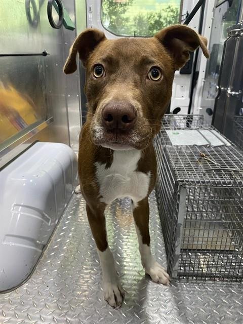 SANDERS - Pit Bull Terrier available for adoption