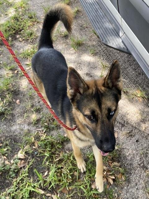 ZEUS - German Shepherd Dog for adoption in Fort Myers