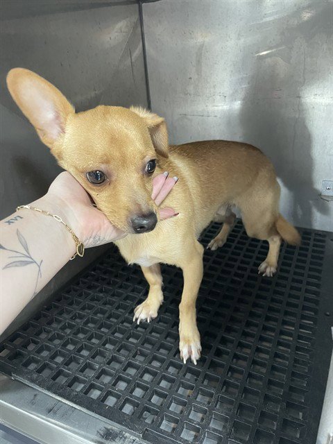 WALTER - Chihuahua available for adoption