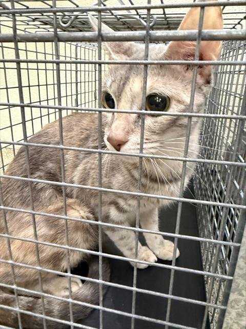 LUNA - Domestic Short Hair available for adoption