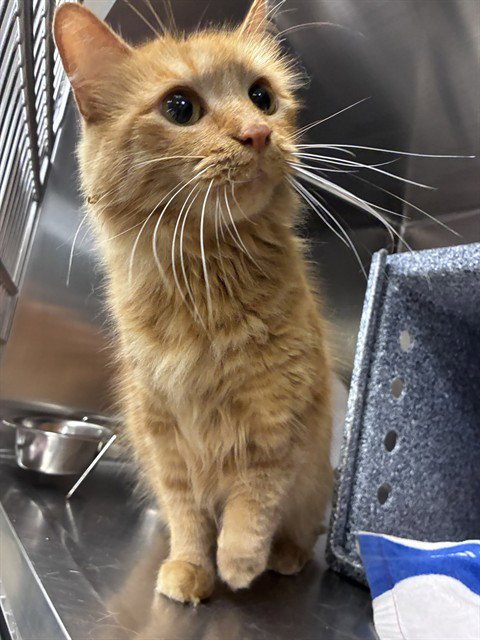 BEAU - Domestic Medium Hair available for adoption