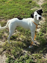 RALPH - Photo 1
