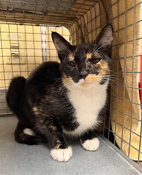 DANDELION - Domestic Short Hair available for adoption