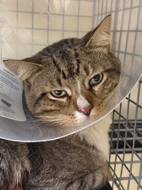 MEATBALL - Domestic Short Hair available for adoption