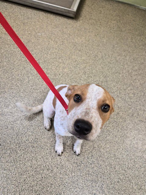 DARLA - Australian Cattle Dog/Blue Heeler available for adoption