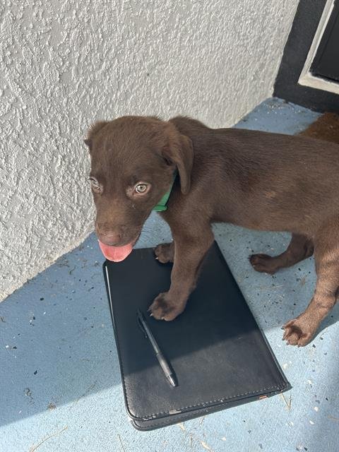 MAI - Labrador Retriever available for adoption