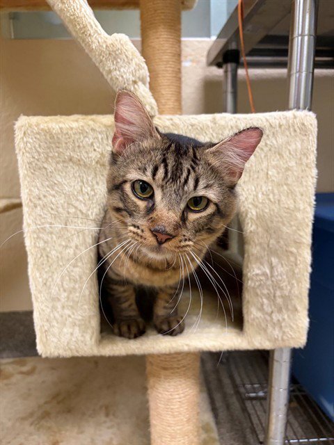 MAC - Domestic Medium Hair available for adoption