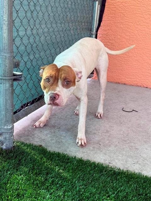 JULIE - American Pit Bull Terrier available for adoption