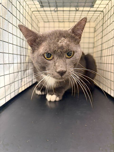 BOOMERANG - Domestic Short Hair available for adoption