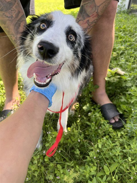CANYON - Australian Shepherd available for adoption