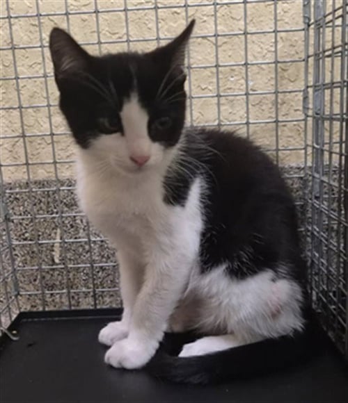 DARLA - Domestic Short Hair available for adoption