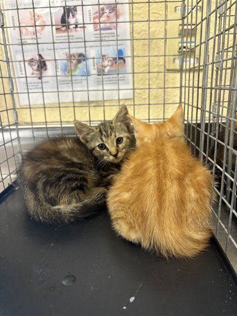 OLIVIA - Domestic Short Hair available for adoption