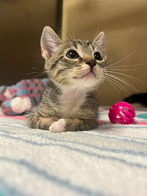 RILEY - Domestic Short Hair available for adoption