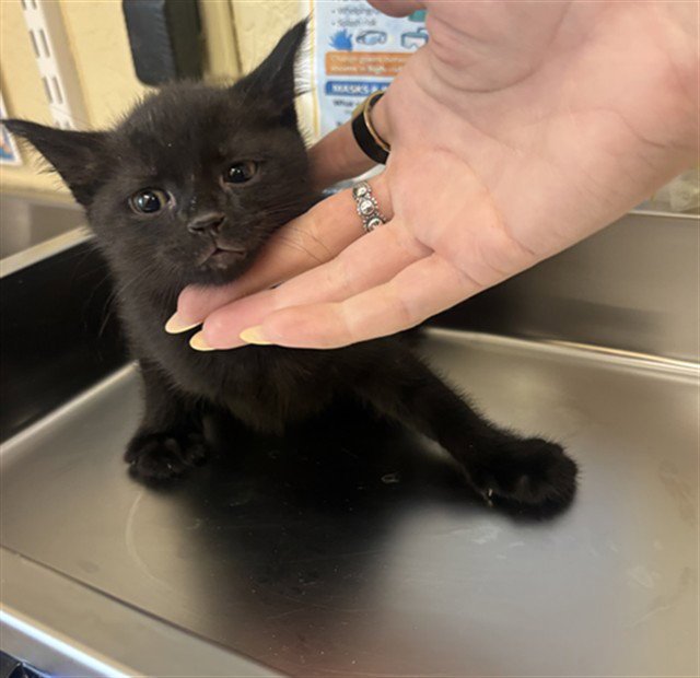 LIAM Image