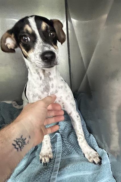 ARLO - Chihuahua available for adoption