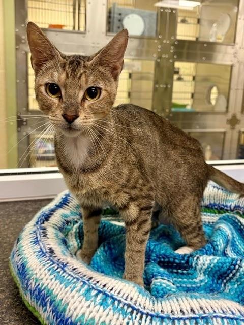 HONEY LEMON - Domestic Short Hair available for adoption