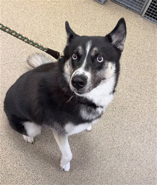 WINTER - Siberian Husky available for adoption