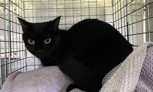 CLEMENTINE - Domestic Short Hair available for adoption
