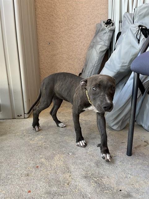 IZZY - Pit Bull Terrier available for adoption