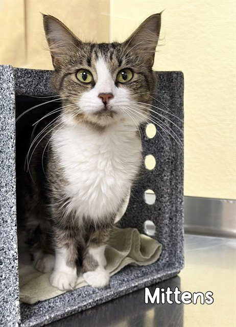 MITTENS Image
