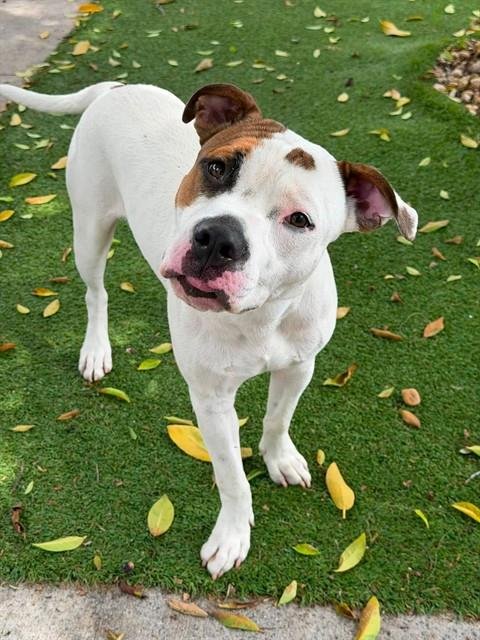 TYLER - American Bulldog available for adoption