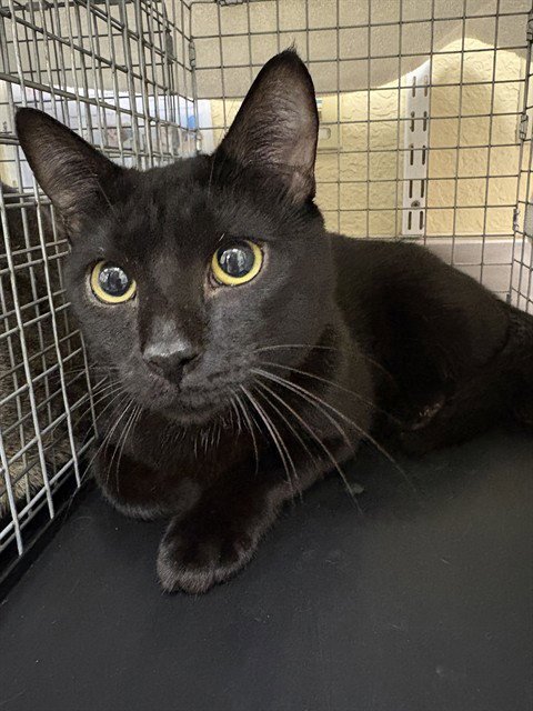 RORY - Domestic Short Hair available for adoption