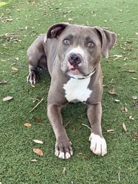 STELLA - Photo 1