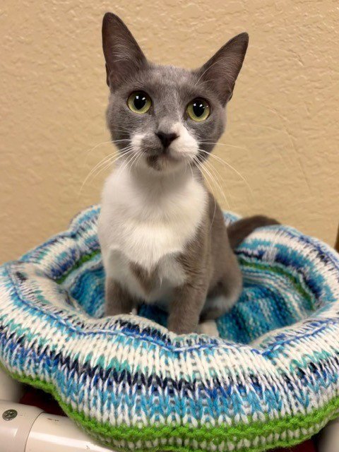 STACEY - Domestic Short Hair available for adoption