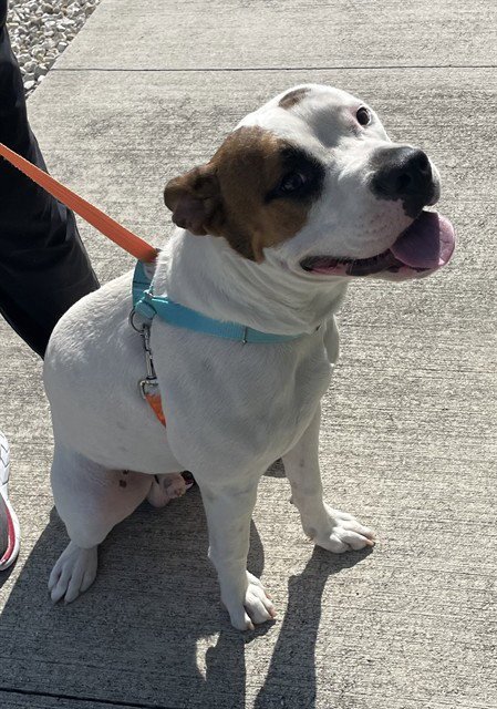 TYLER - Pit Bull Terrier available for adoption
