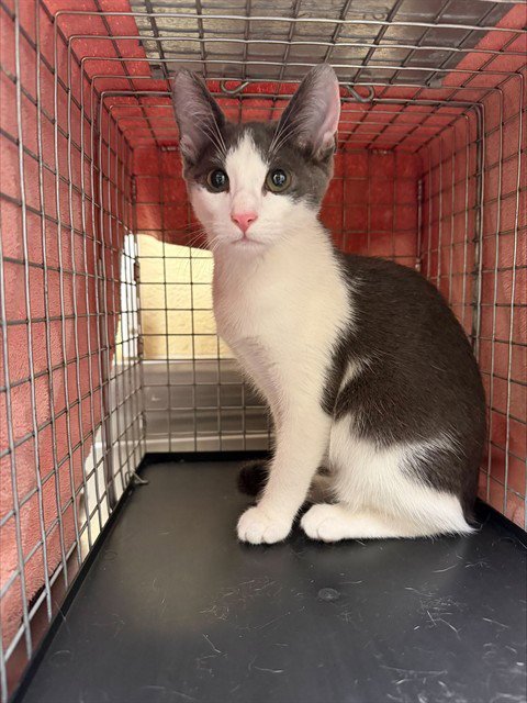 TIFFANY - Domestic Short Hair available for adoption