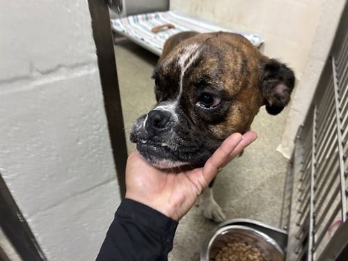 TIGA - Boxer available for adoption