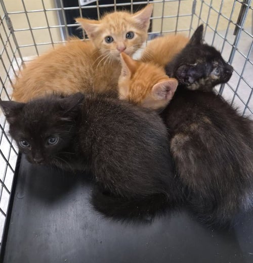 MALIBU - Domestic Short Hair available for adoption